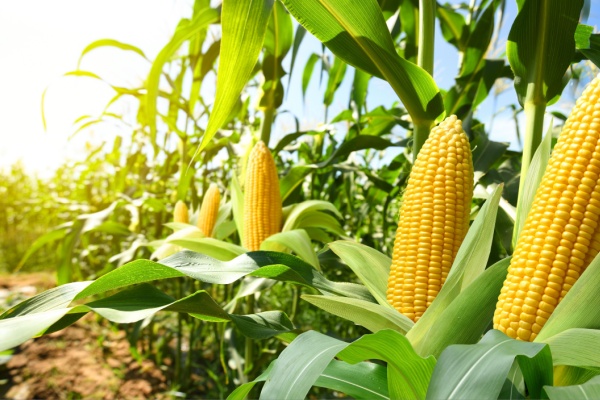 Shutterstock_produitsalimentairestva-1 Produits alimentaires et TVA : et si leur utilisation n’est pas « normale » ?