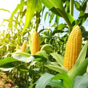 Produits alimentaires et TVA : et si leur utilisation n’est pas « normale » ?