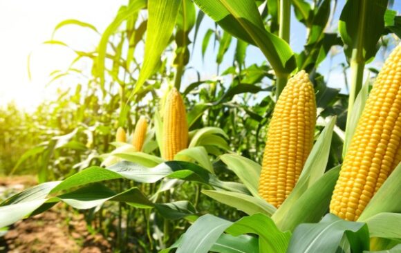 Shutterstock_produitsalimentairestva Produits alimentaires et TVA : et si leur utilisation n’est pas « normale » ?