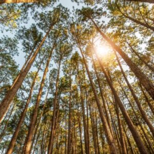 Shutterstock_tauxreduittvaagriculture-2 Taux réduit de TVA pour les travaux sylvicoles et d’exploitation forestière : ça continue
