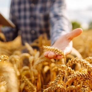 Smart,Farm,And,Digital,Agriculture.,Inspect,A,Grain,Field.,Farmer Cotisations agricoles : du nouveau pour le calcul en 2027