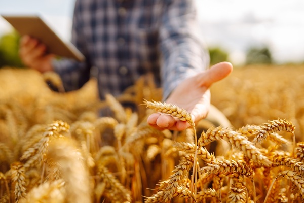 Smart,Farm,And,Digital,Agriculture.,Inspect,A,Grain,Field.,Farmer Cotisations agricoles : du nouveau pour le calcul en 2027